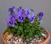 <em>Viola alpina</em>